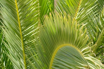 Close-up plant background, texture, green leaf of palm tree