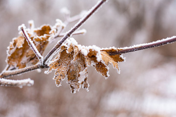 close-up of pine branches all needles in frost after severe frost, background winter forest