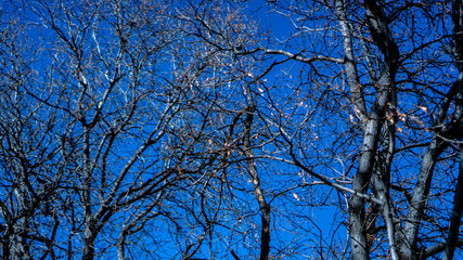 Tree branches and blue sky 2