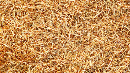 golden wheat background, dry bamboo leaf