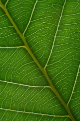 green leaf with anatomy and structure, macro view anatomy and texture green leaf.