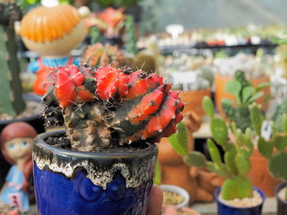 Gymnocalycium mihanovichii hybrid Cactus with colorful black, green and red colored flowering in flower pots. 