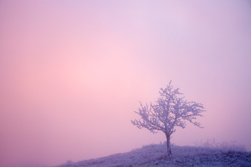 Fototapeta na wymiar Tree in hoarfrost in winter in the fog