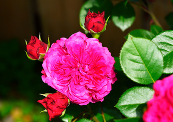 神宮ばら園のバラ