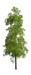 Evergreen tall coniferous pine tree on a white insulating background on high resolution. 3D stock illustration.