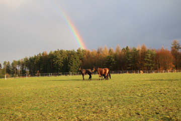 Wunderschöne Pferde vor einem tollen Regenbogen