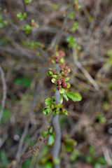 Young leaves on a gooseberry branch. On a gooseberry branch is a kidney.