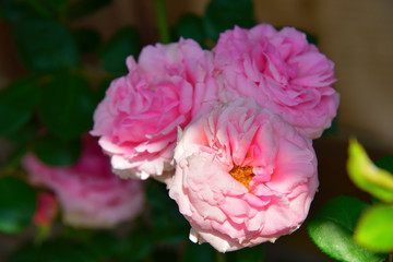 神宮ばら園のバラ