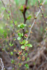 Young leaves on a gooseberry branch. On a gooseberry branch is a kidney.