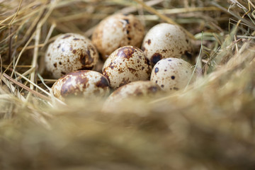 Close up of few quail eggs in the hay, food concept