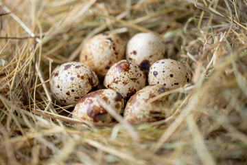 Close up of few quail eggs in the hay, food concept