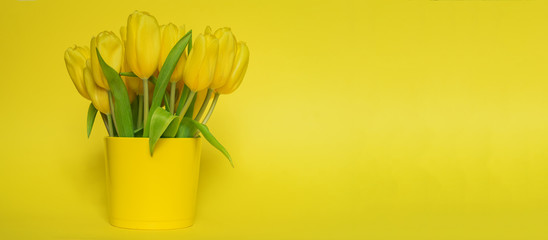 Beatiful blooming yellow tulips on yellow background. Festive greeting card with copy space for text