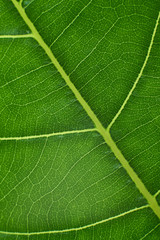 green leaf with anatomy and structure, macro view anatomy and texture green leaf.