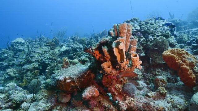 Seascape of coral reef in Caribbean Sea / Curacao with fish, coral and sponge