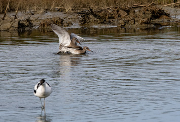 Fototapeta premium affrontement chevalier gambette 