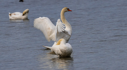 Obraz premium groupe de cygnes