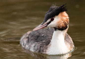 grébe huppé juvenil
