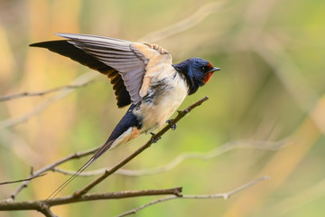 Barn Swallow -Hirundo rustica, beautiful popular perching bird from Europe, Hortobagy, Hungary.