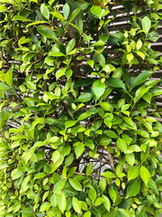 tropical plants in Southeast Asia in Thailand