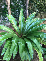 Fototapeta premium tropical plants in Southeast Asia in Thailand