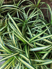 tropical plants in Southeast Asia in Thailand