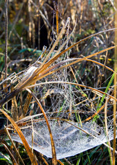 Spider web brightly lit by the sun with dew in autumn grass