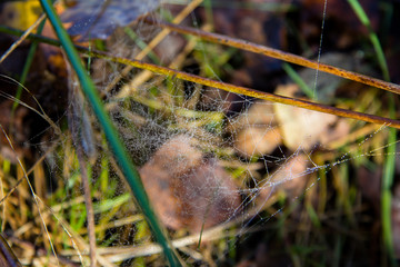Spider web with dew in autumn grass