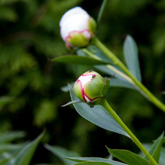 Peony bud on the dark green backdrop with ants