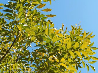 青空に映えるシマトネリコの新緑の葉