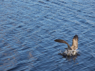 Seagull landing on blue water in splashing. Smooth landing