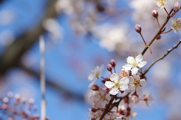 桜に似ている花、ベニバスモモ