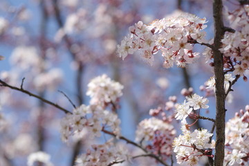 桜に似ている花、ベニバスモモ