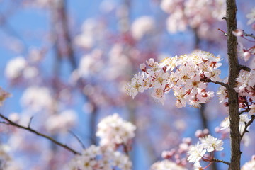 桜に似ている花、ベニバスモモ