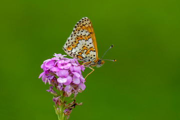 Closeup beautiful butterfly in a summer garden