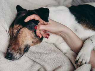 Woman petting dog in bed