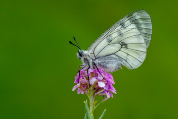 Closeup beautiful butterfly in a summer garden