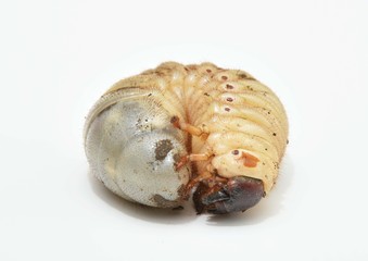 カブト虫の幼虫