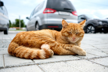ginger cat sleeps in a car park