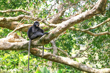 Leaf monkey or Dusky Spectacled langur sitting on the tree in the tropical rain forest.