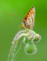 Closeup beautiful butterfly in a summer garden