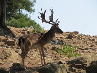 Adult deer with huge branched horns stands on the stone slope