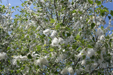 poplar flowers on blue sky background