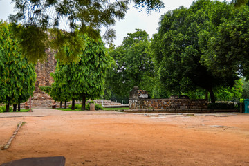 Green big trees all around in Lodhi Garden Delhi, Big trees in the Jungle