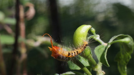 A pepper caterpillar or called the tobacco horn worm.