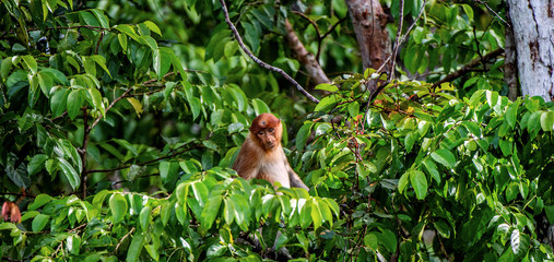 Obraz premium Female of Proboscis Monkey on a tree in the wild green rainforest on Borneo Island. The proboscis monkey (Nasalis larvatus) or long-nosed monkey, known as the bekantan in Indonesia