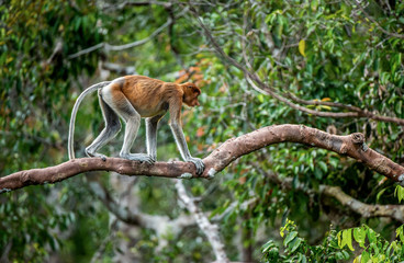 Proboscis Monkey (female) on a tree in the wild green rainforest on Borneo Island. The proboscis monkey (Nasalis larvatus) or long-nosed monkey, known as the bekantan in Indonesia