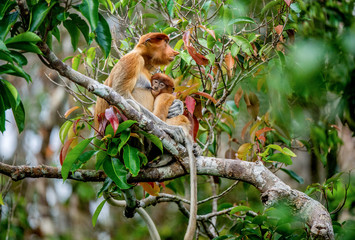 Naklejka premium Proboscis monkey baby milking its mother's breast milk. Female proboscis monkey with a cub on the tree in a natural habitat. Long-nosed monkey. Scientific name: Nasalis larvatus. Rainforest of Borneo.