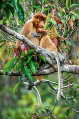 Proboscis monkey baby milking its mother's breast milk. Female proboscis monkey with a cub on the tree in a natural habitat. Long-nosed monkey. Scientific name: Nasalis larvatus. Rainforest of Borneo.
