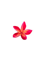 Isolated Red frangipanis or Plumeria on the white background.