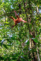 Great Ape on the tree. Central Bornean orangutan ( Pongo pygmaeus wurmbii ) in natural habitat. Wild nature in Tropical Rainforest of Borneo Island. © Uryadnikov Sergey